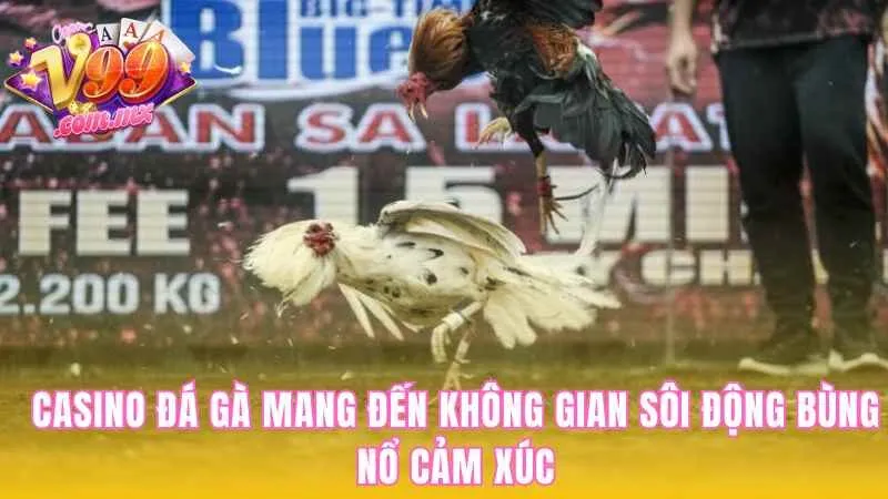 casino đá gà
